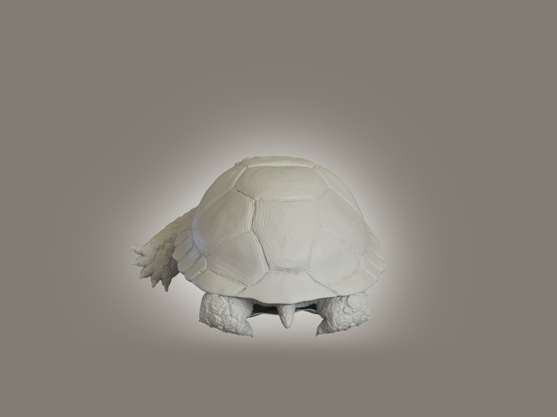 Turtle Low-poly 3D model_6