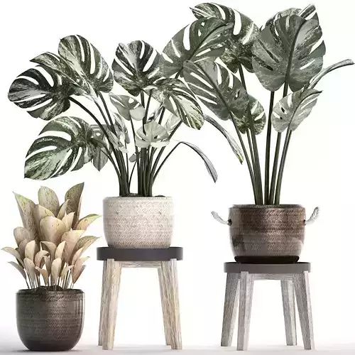 Collection Exotic plants Monstera 450