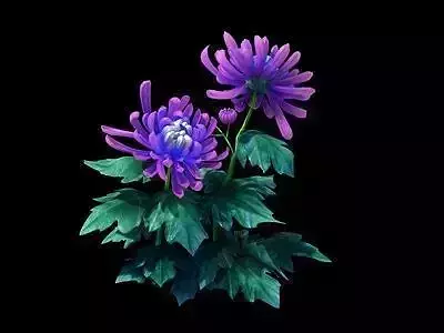 Garden - Xian Yun flowers and grass combination 04