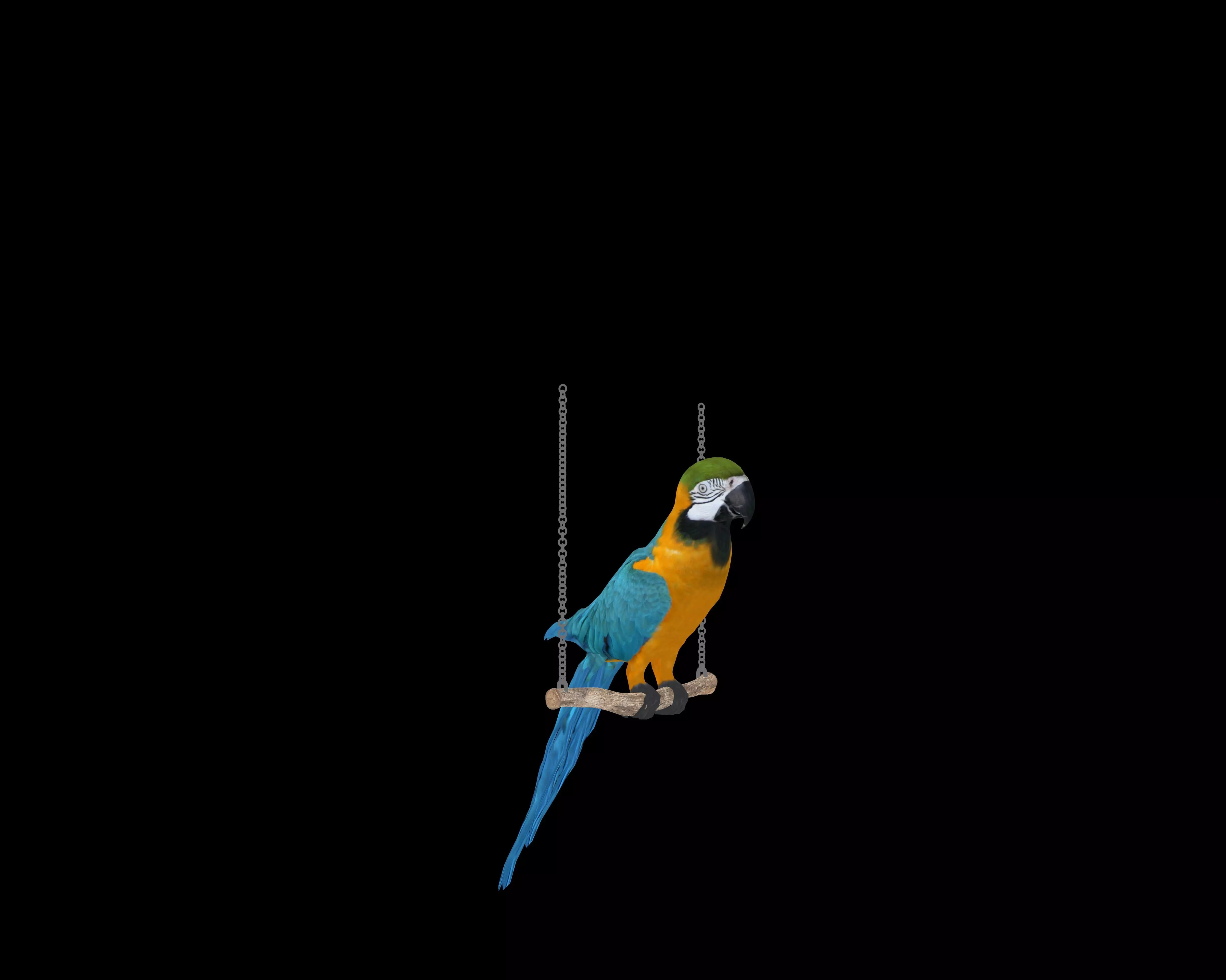PARROT 3D MODEL on swing Low-poly 3D model