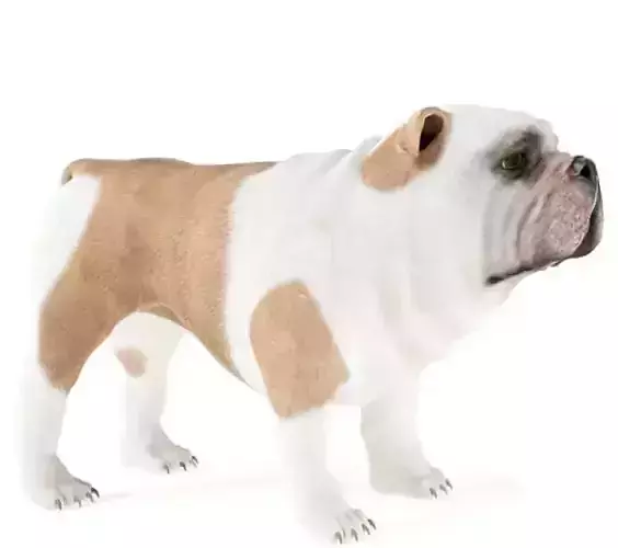 DOG 3D MODEL bulldog figurine - english bulldog