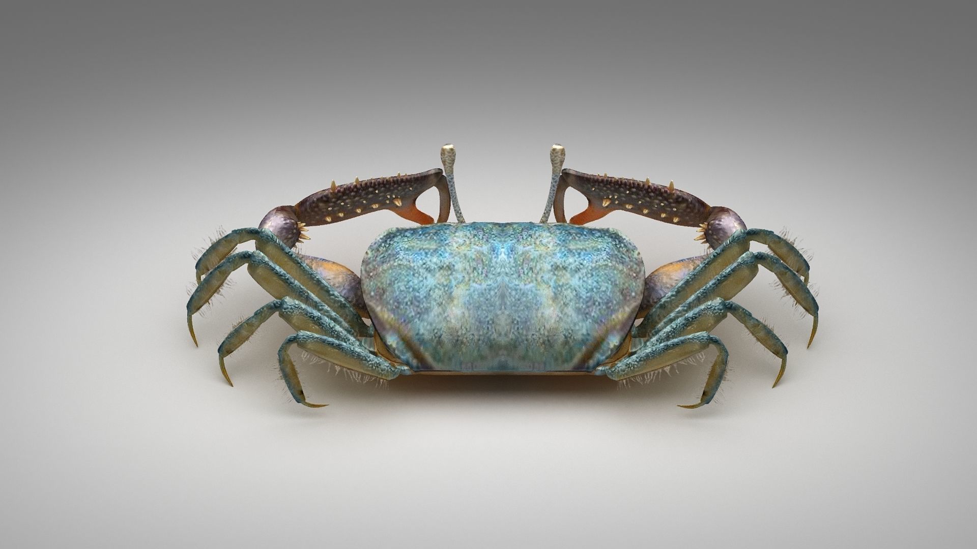 Short bodied crabs with big eyes Low-poly 3D model_16