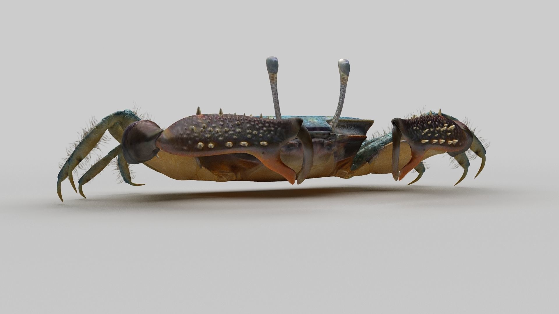 Short bodied crabs with big eyes Low-poly 3D model_3