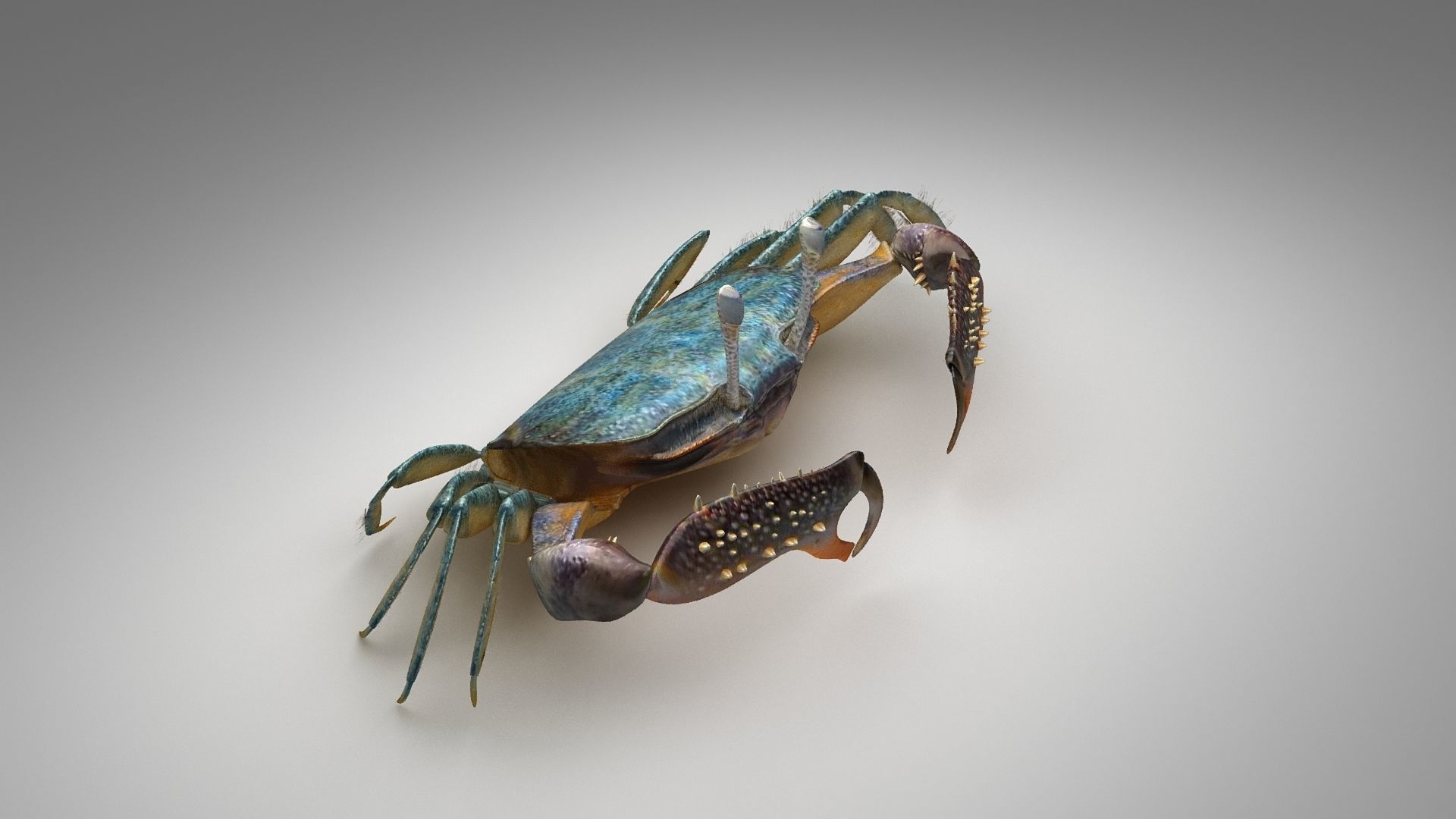 Short bodied crabs with big eyes Low-poly 3D model_12