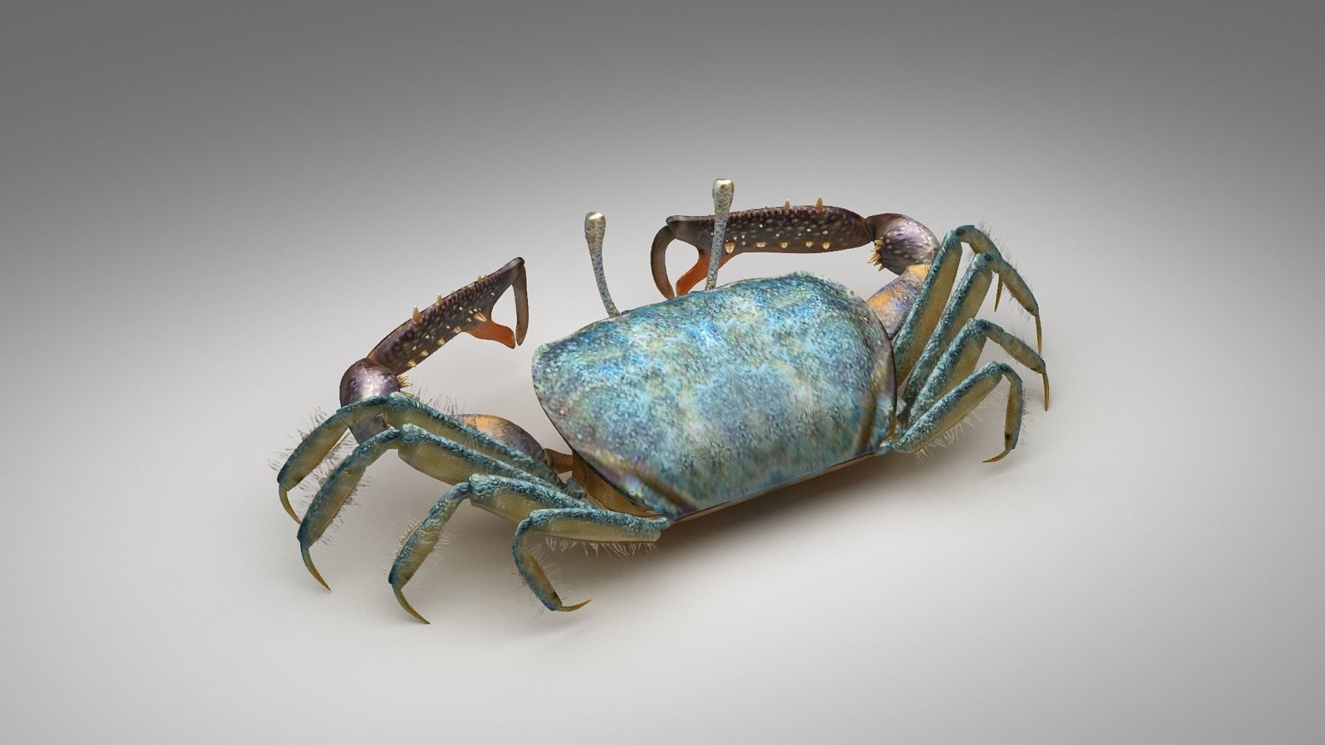 Short bodied crabs with big eyes Low-poly 3D model_17