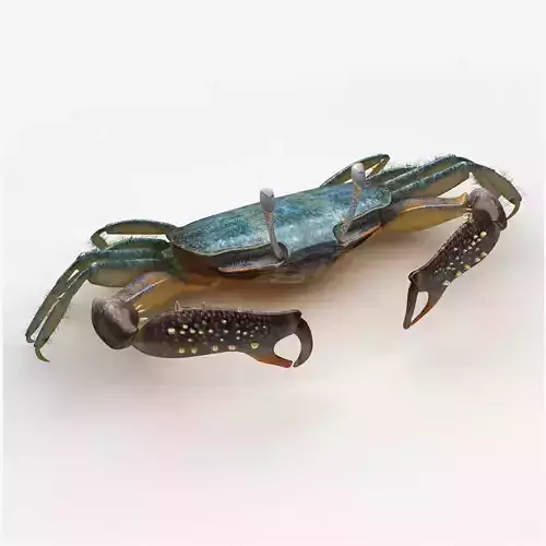 Short bodied crabs with big eyes Low-poly 3D model
