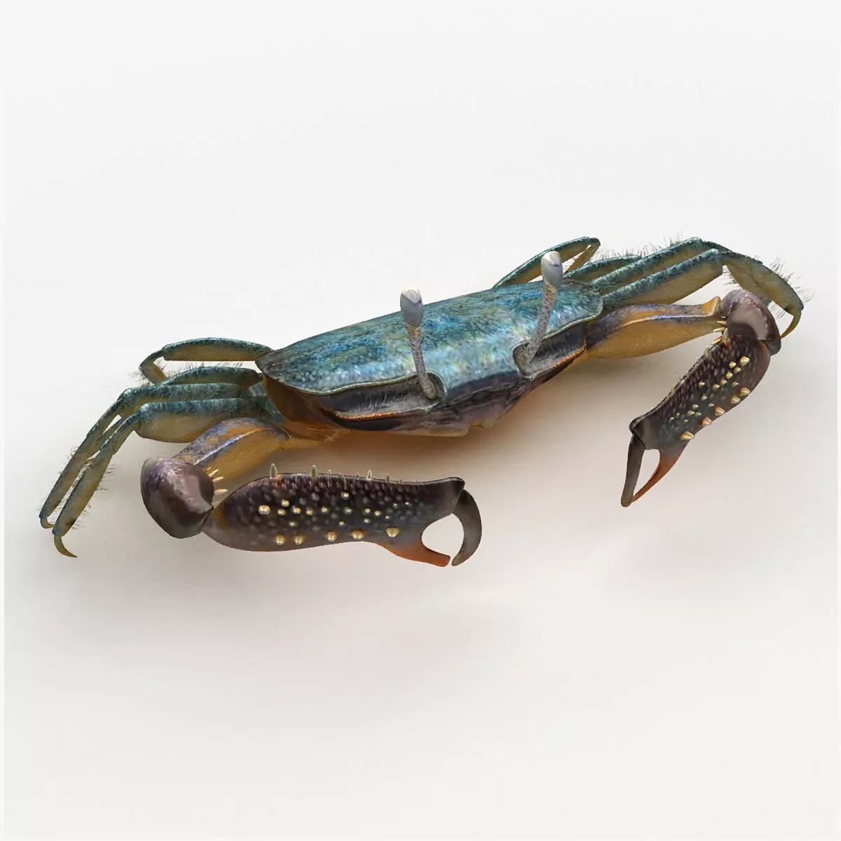 Short bodied crabs with big eyes Low-poly 3D model_0