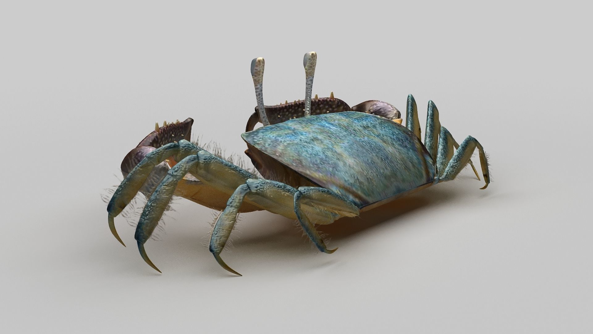 Short bodied crabs with big eyes Low-poly 3D model_2