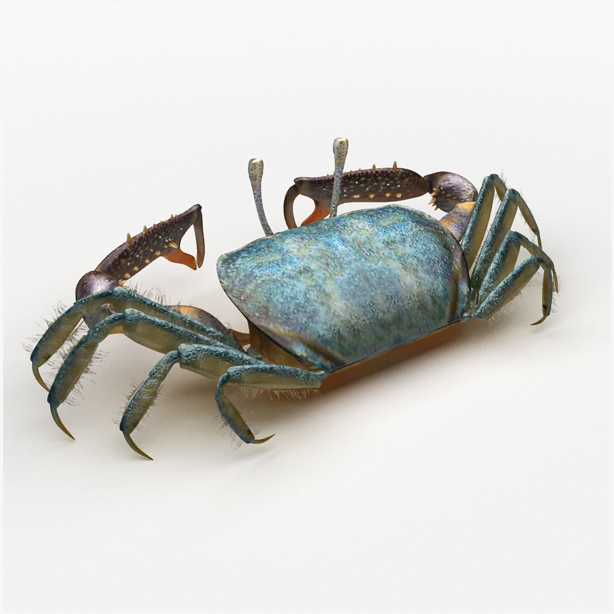 Short bodied crabs with big eyes Low-poly 3D model_1