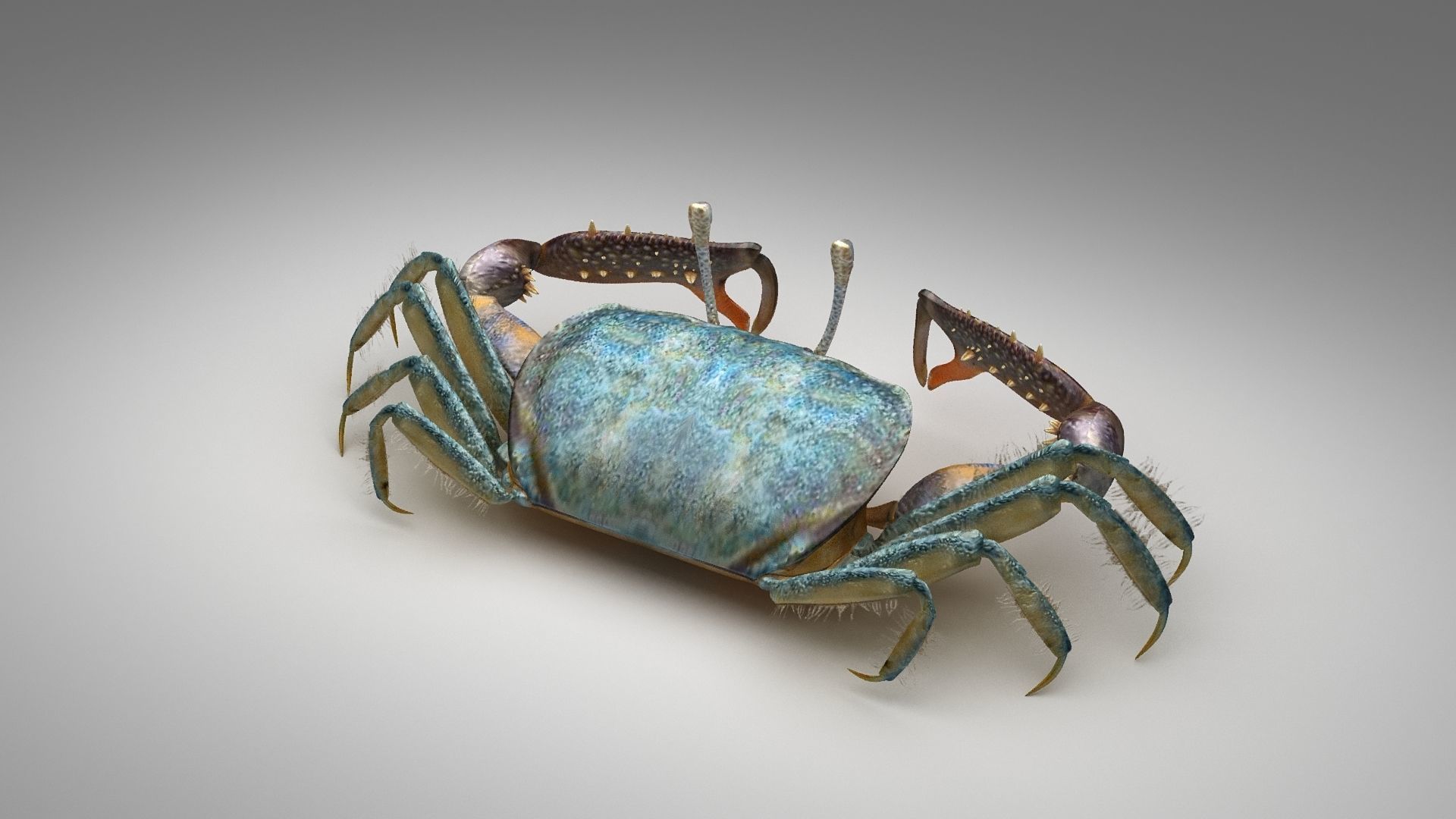 Short bodied crabs with big eyes Low-poly 3D model_15