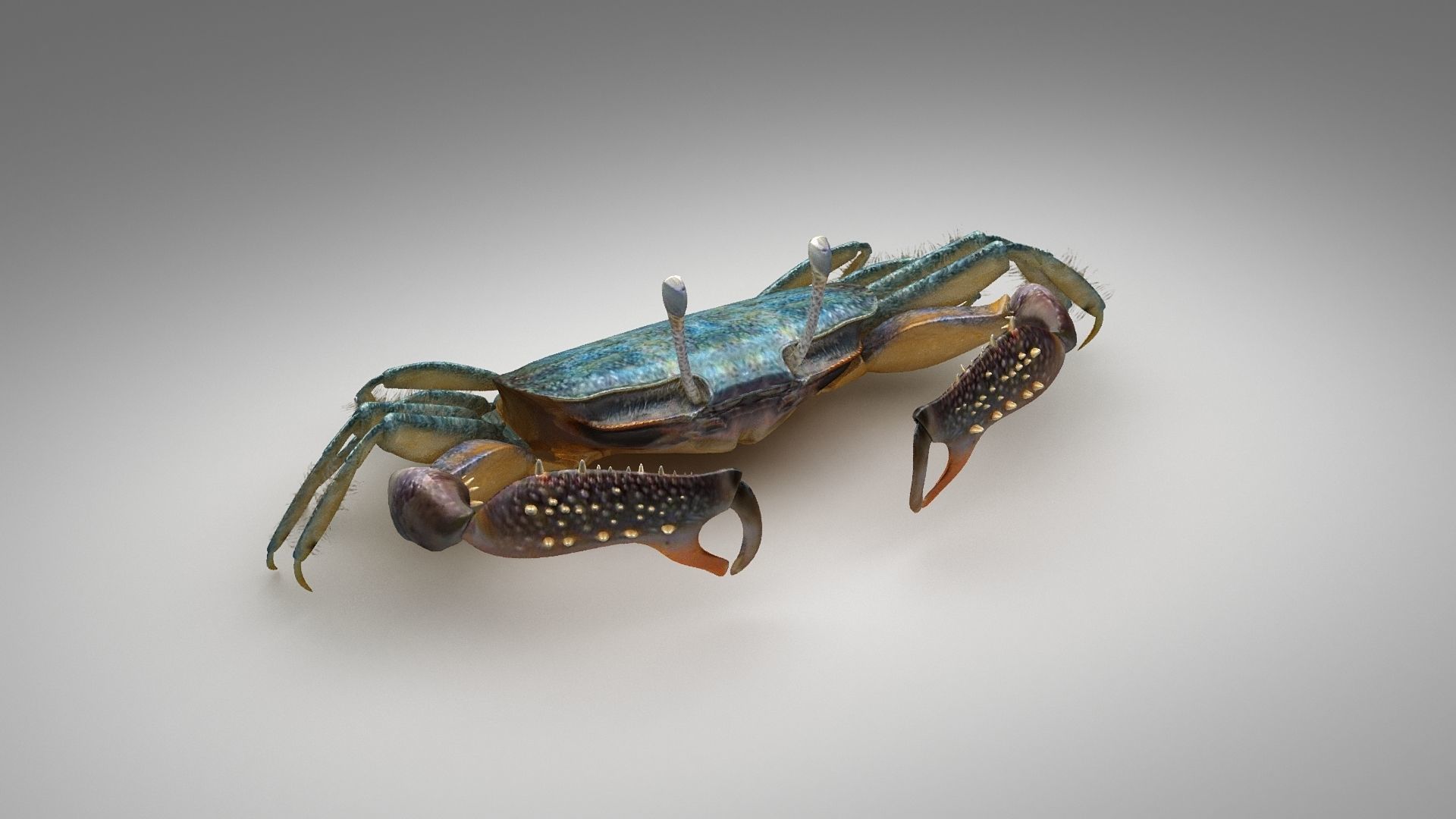 Short bodied crabs with big eyes Low-poly 3D model_11