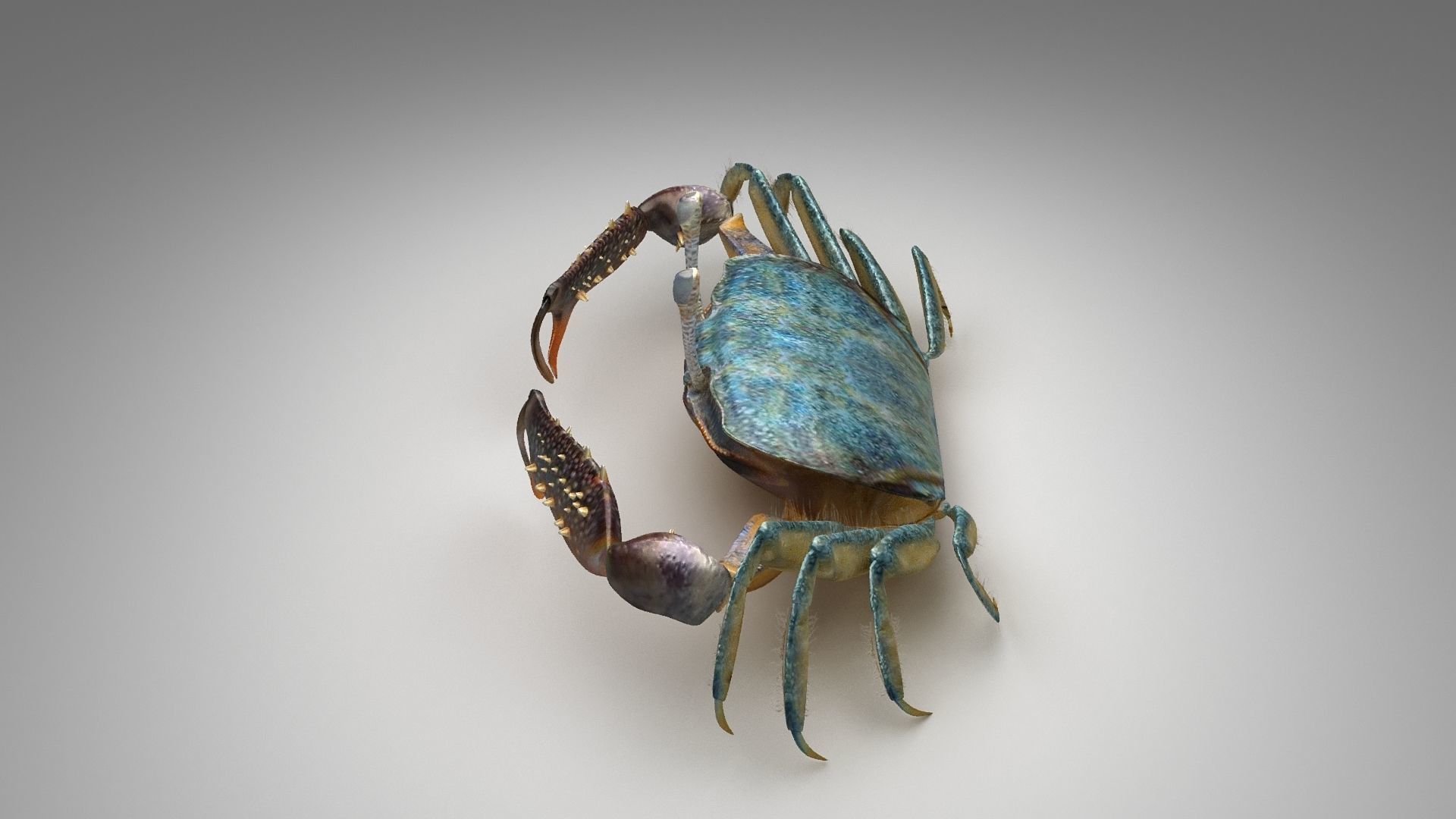 Short bodied crabs with big eyes Low-poly 3D model_19