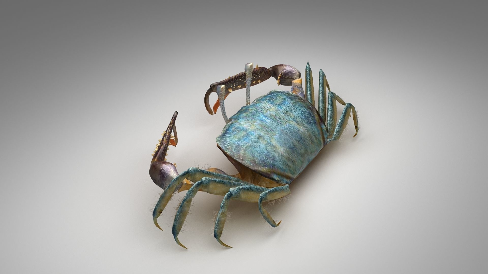 Short bodied crabs with big eyes Low-poly 3D model_18