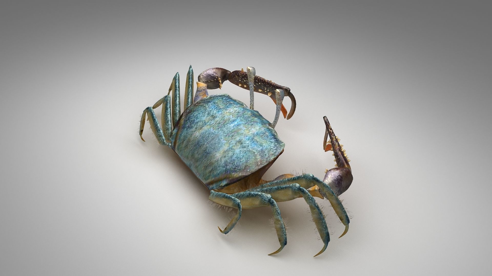 Short bodied crabs with big eyes Low-poly 3D model_14