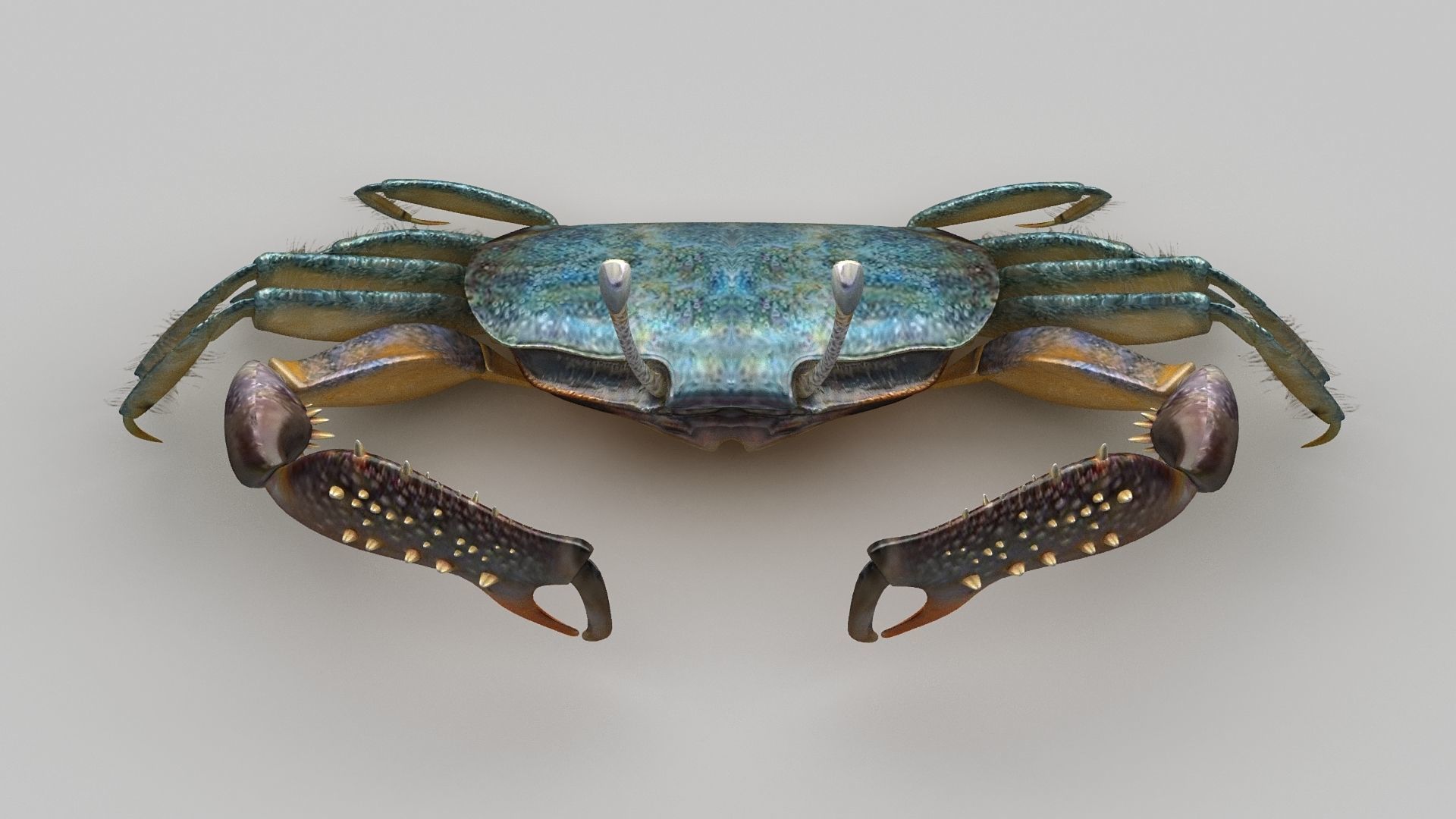 Short bodied crabs with big eyes Low-poly 3D model_5