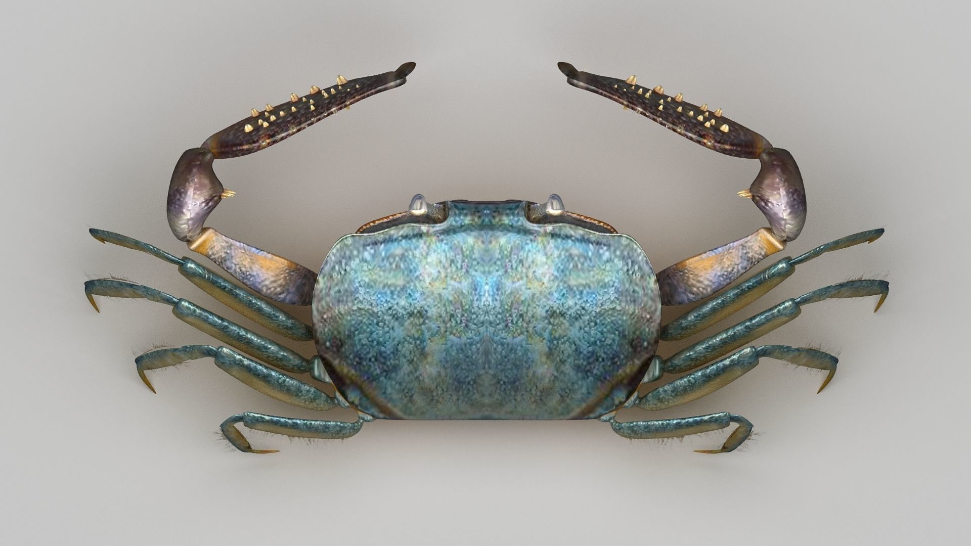 Short bodied crabs with big eyes Low-poly 3D model_4