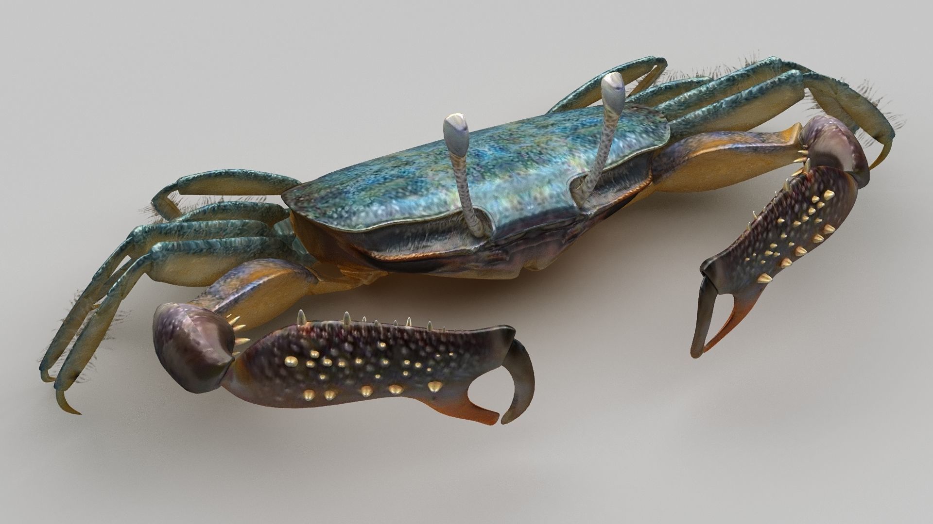Short bodied crabs with big eyes Low-poly 3D model_6
