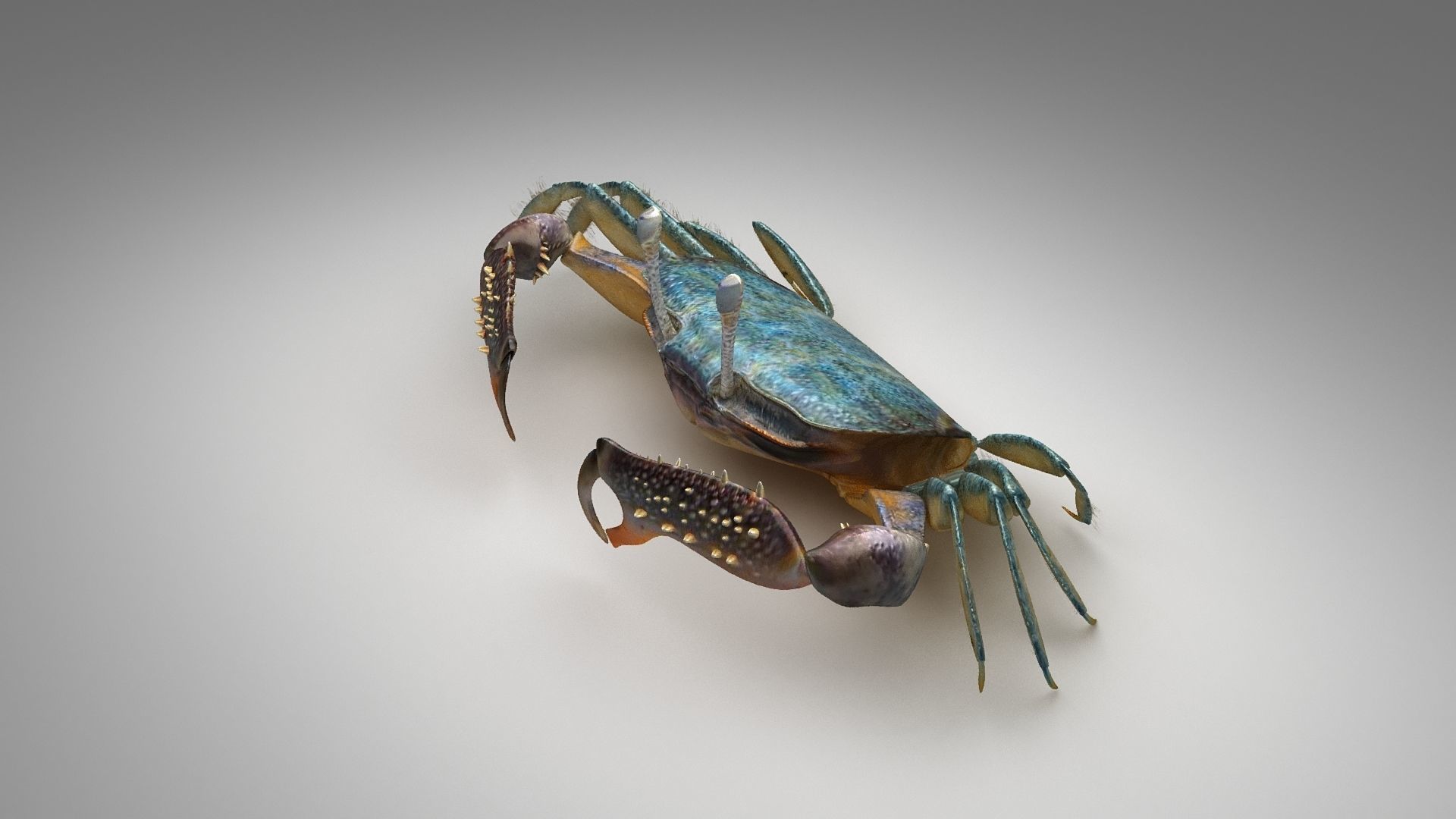 Short bodied crabs with big eyes Low-poly 3D model_20