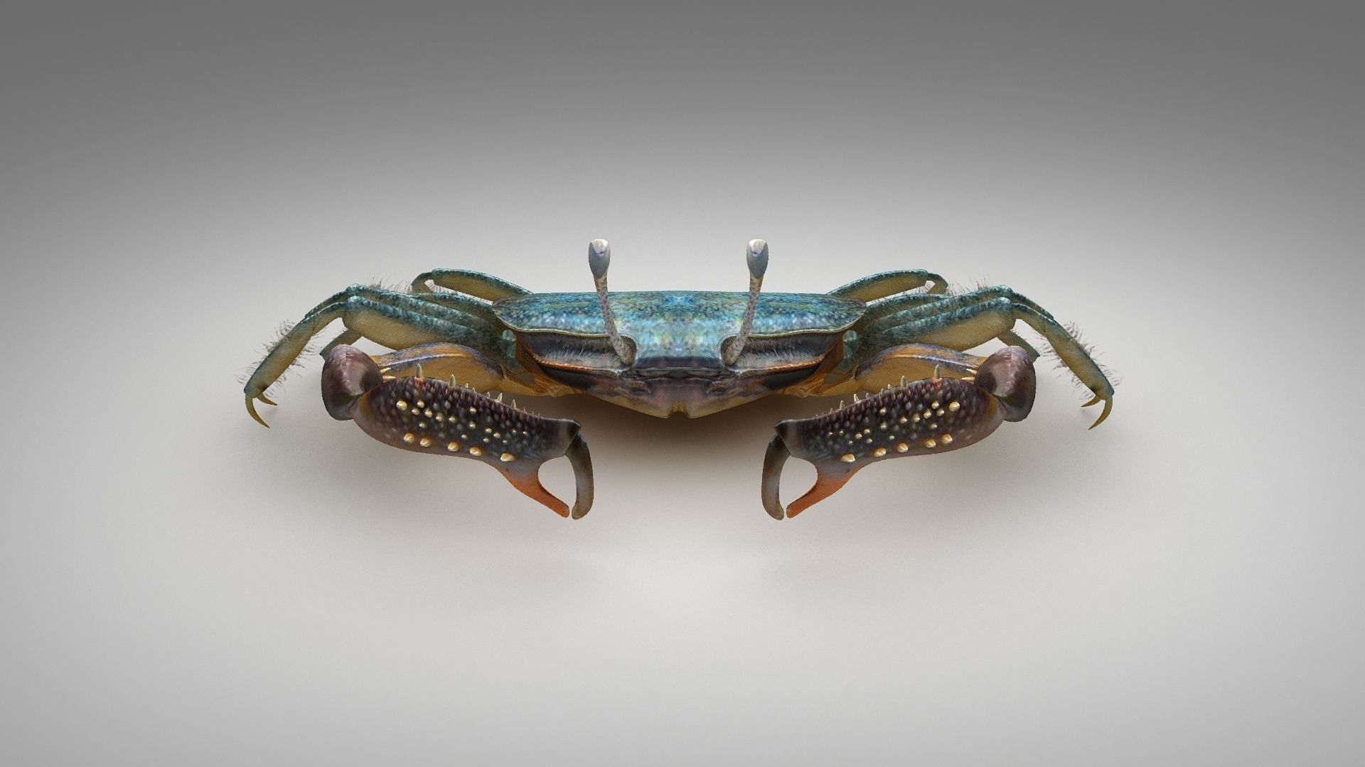 Short bodied crabs with big eyes Low-poly 3D model_10