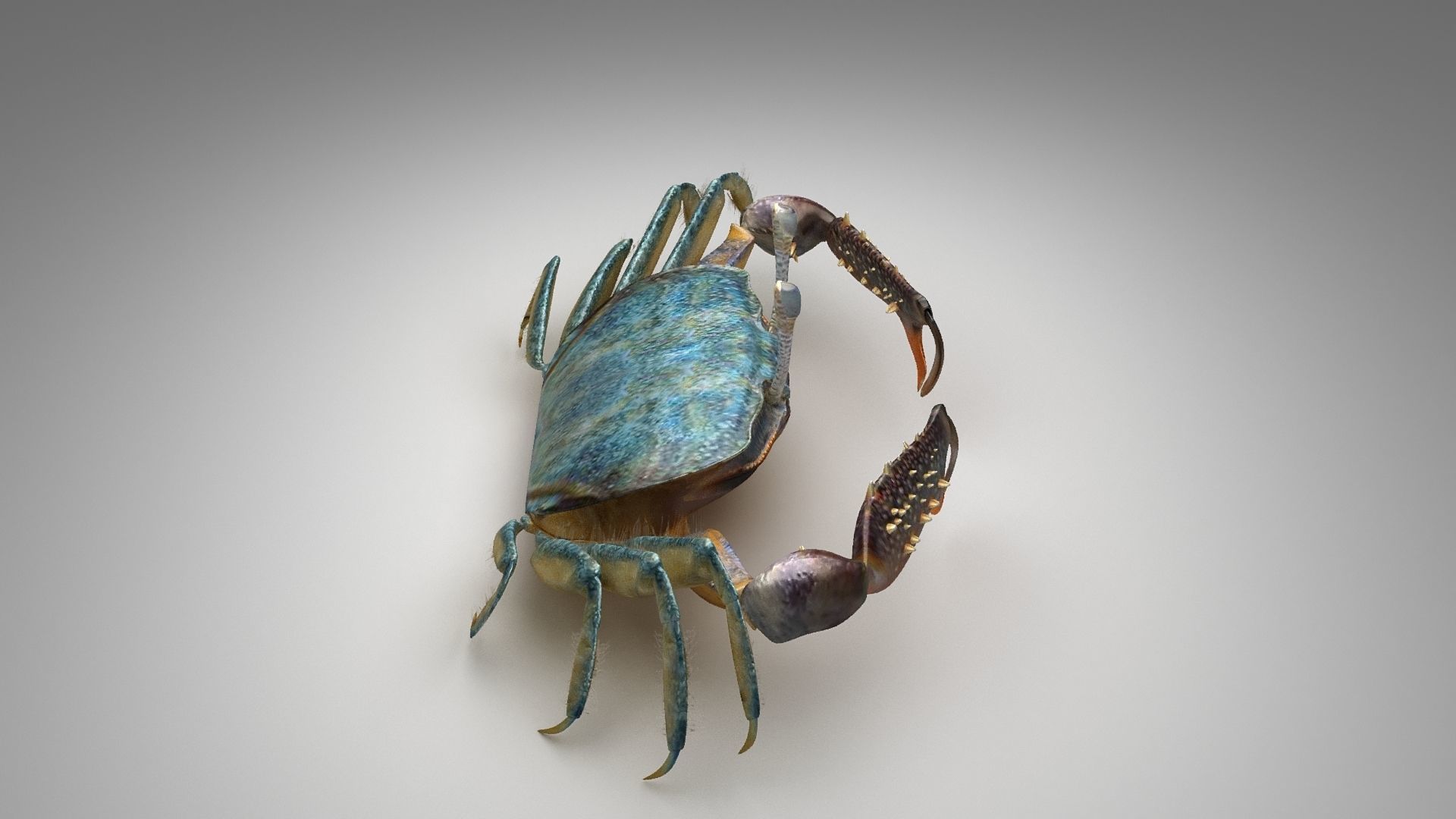 Short bodied crabs with big eyes Low-poly 3D model_13
