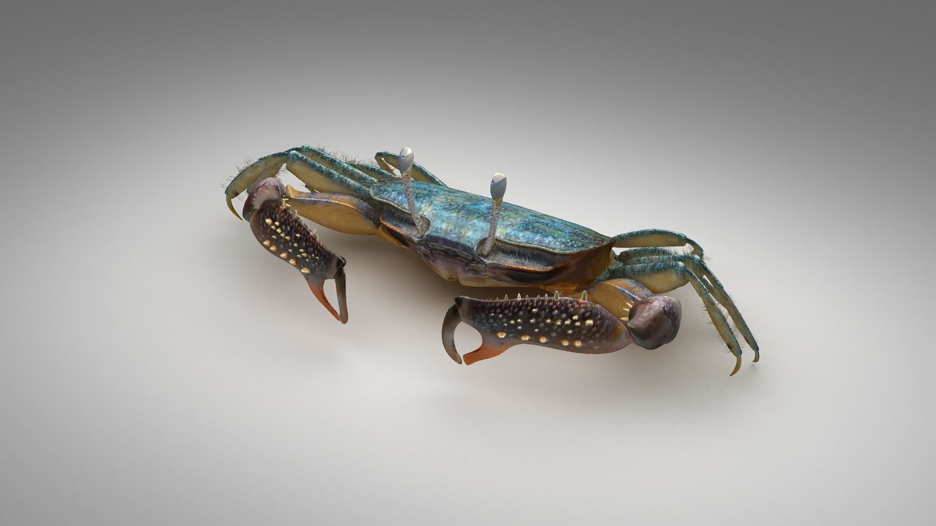 Short bodied crabs with big eyes Low-poly 3D model_21