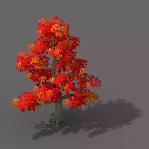 Forest - Maple Tree 13