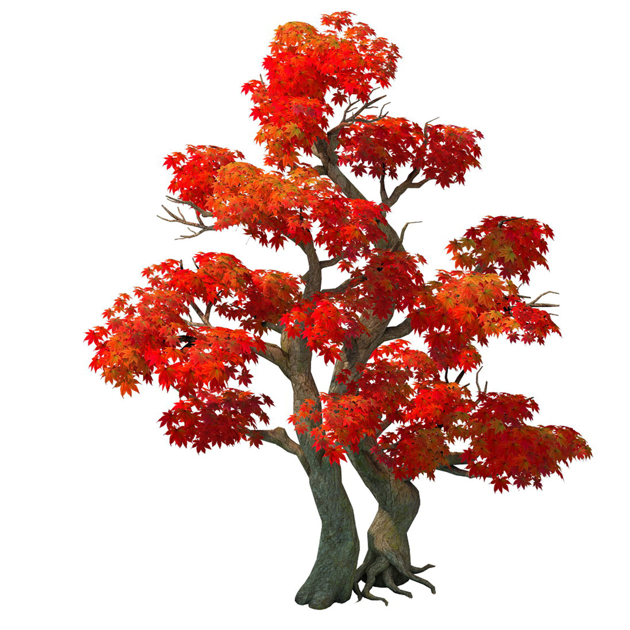 Forest - Maple Tree 14 3D model_1