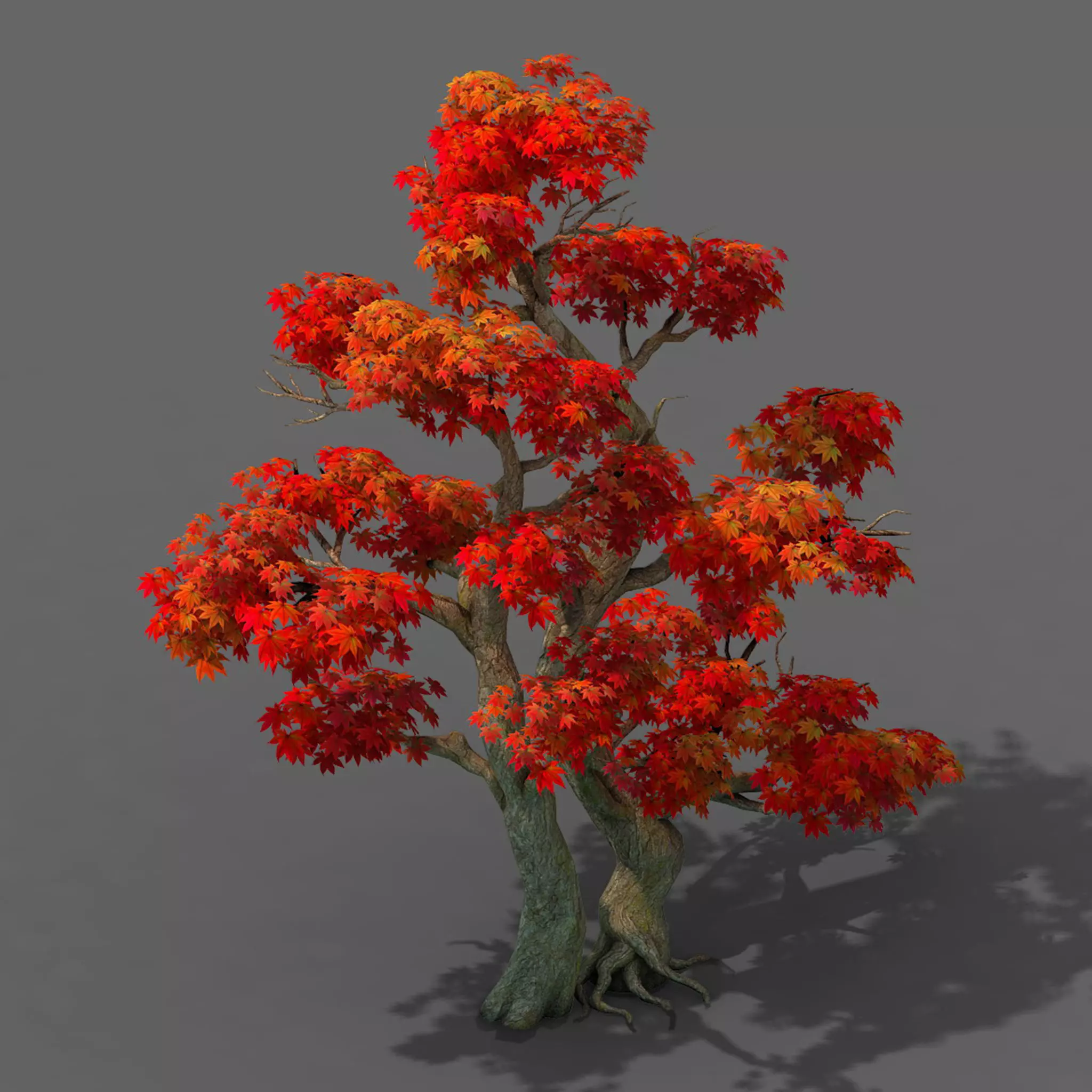 Forest - Maple Tree 14 3D model_0