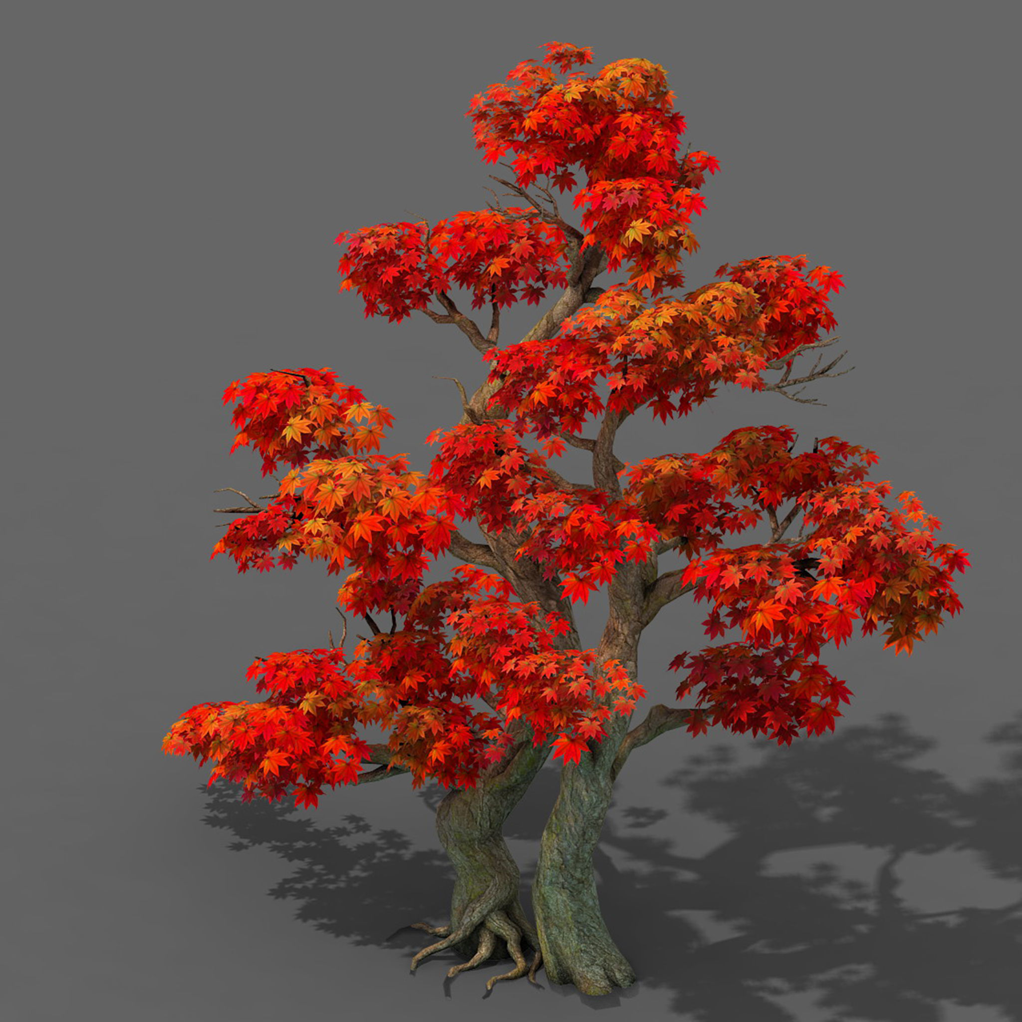 Forest - Maple Tree 14 3D model_3