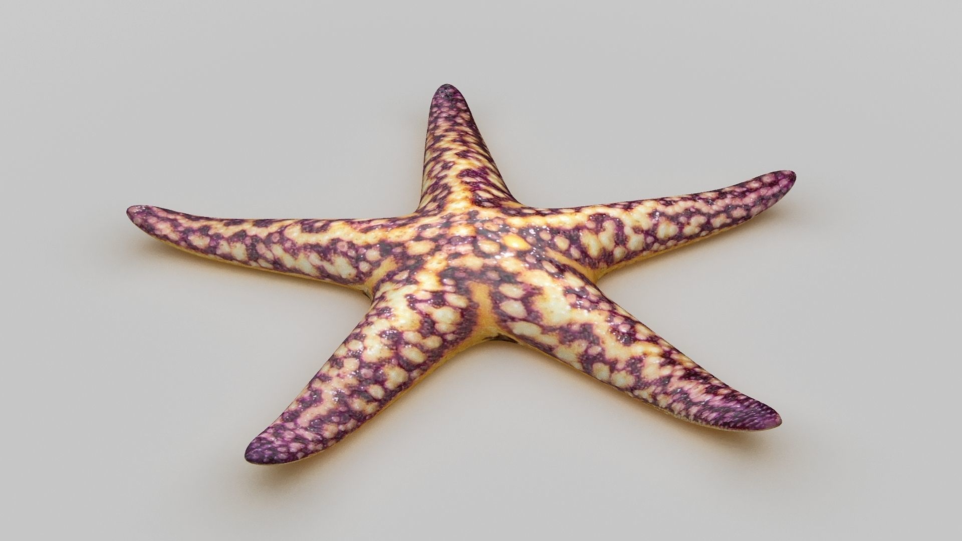 Starfish Sea star Low-poly 3D model_19