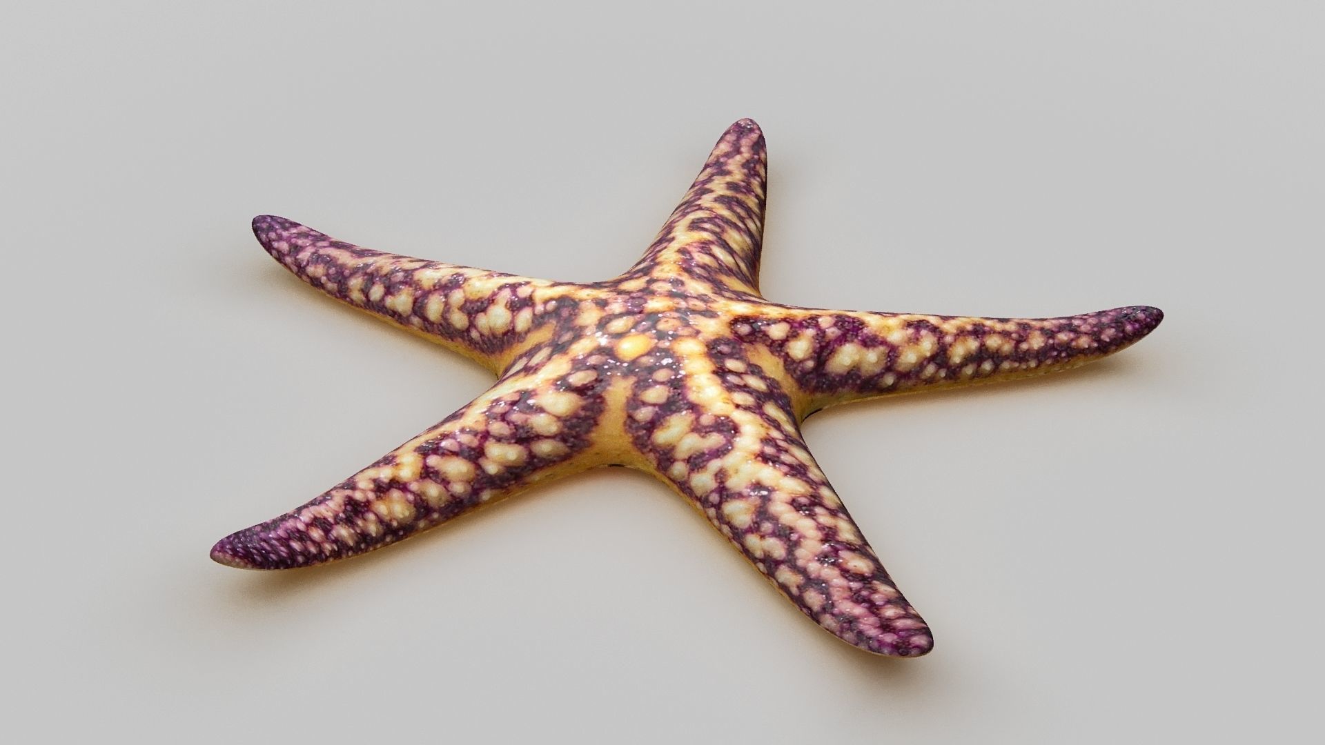 Starfish Sea star Low-poly 3D model_16