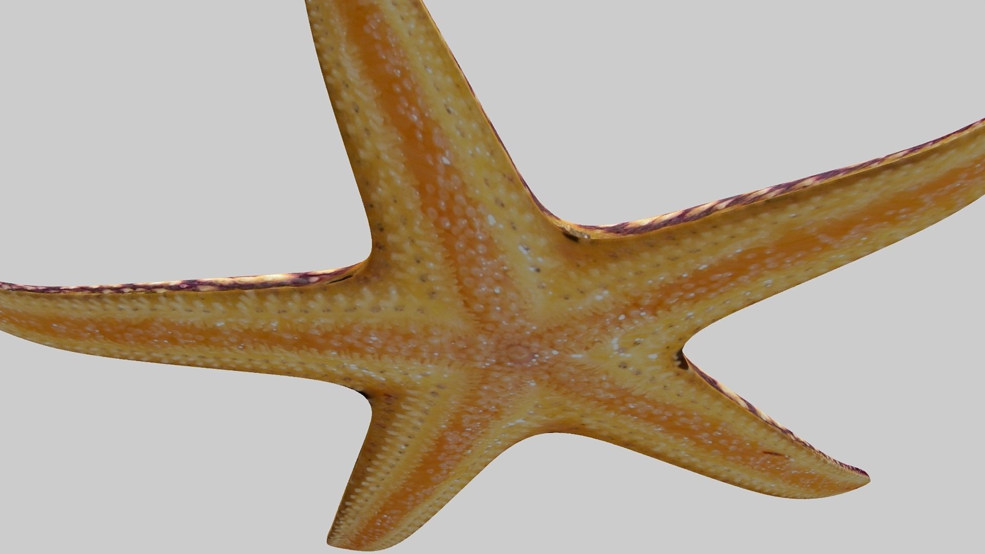 Starfish Sea star Low-poly 3D model_2