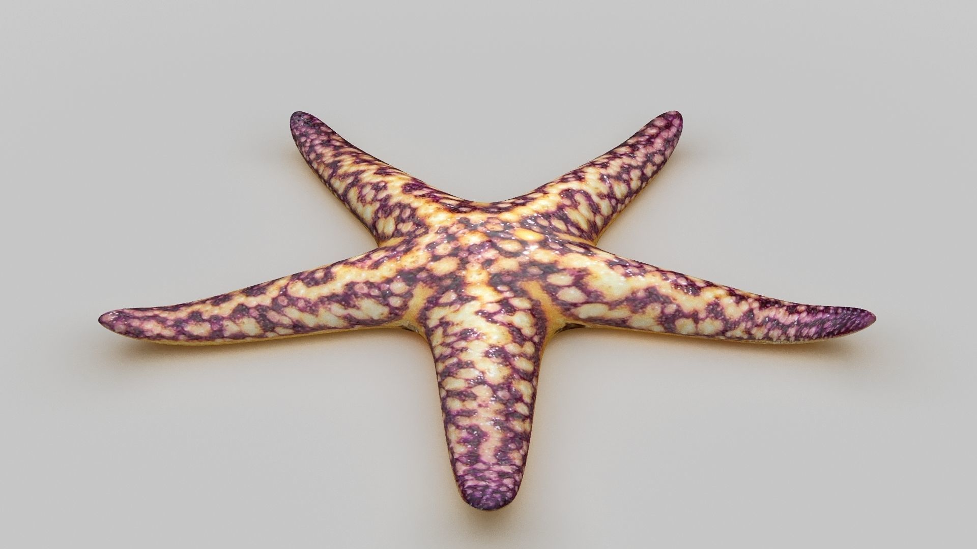 Starfish Sea star Low-poly 3D model_8