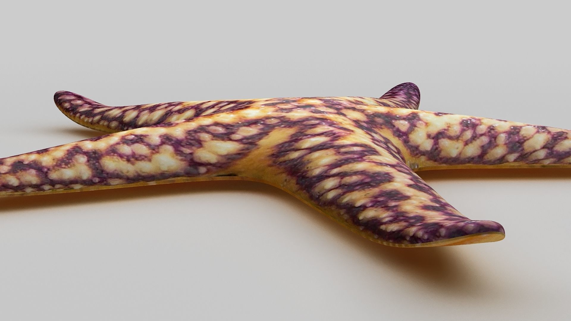 Starfish Sea star Low-poly 3D model_5