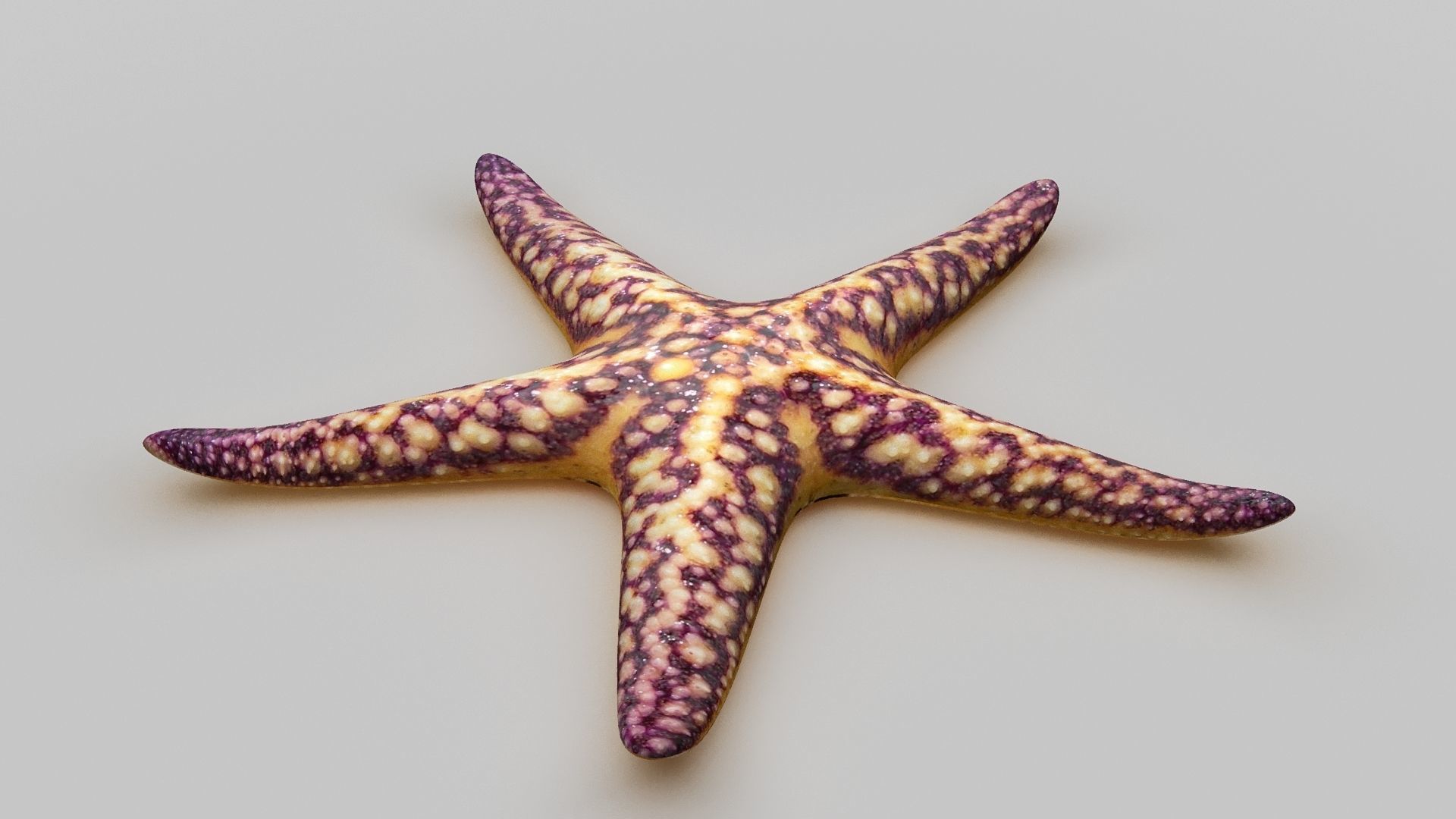 Starfish Sea star Low-poly 3D model_15
