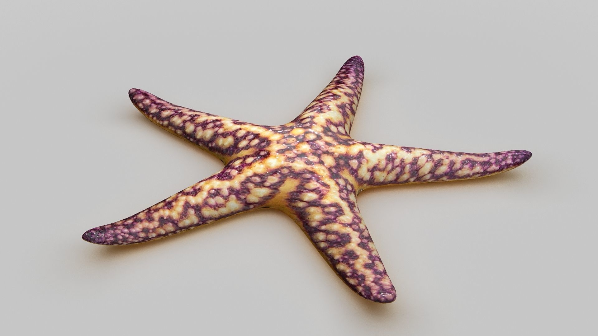 Starfish Sea star Low-poly 3D model_11