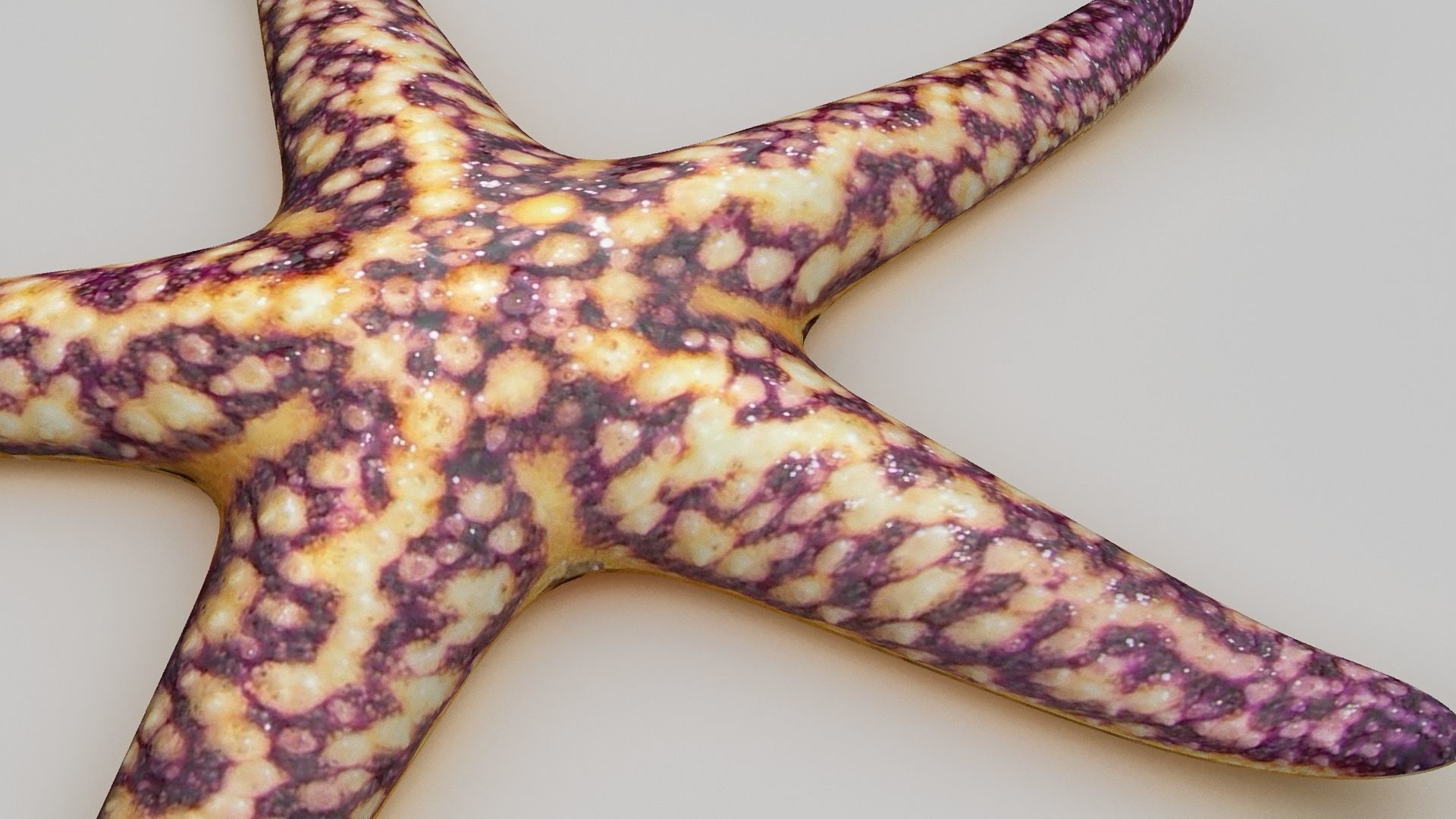 Starfish Sea star Low-poly 3D model_4