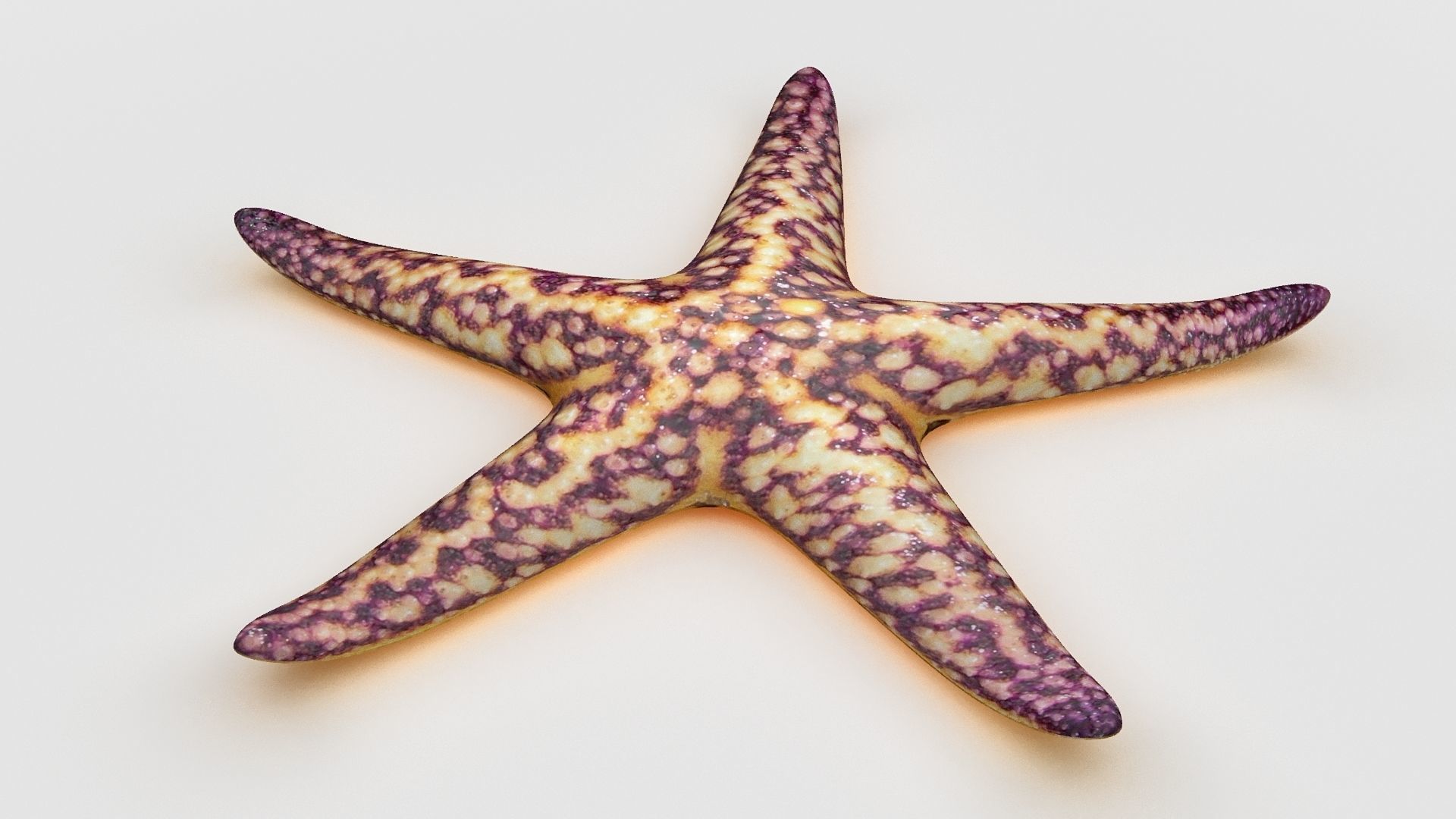 Starfish Sea star Low-poly 3D model_1