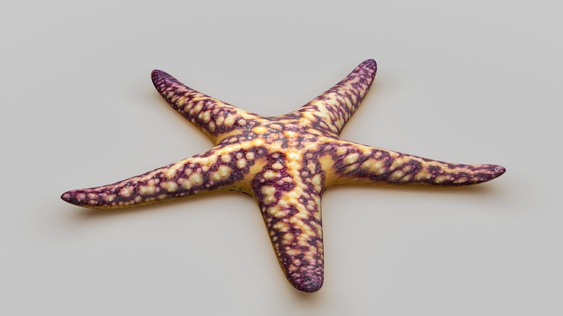 Starfish Sea star Low-poly 3D model_13