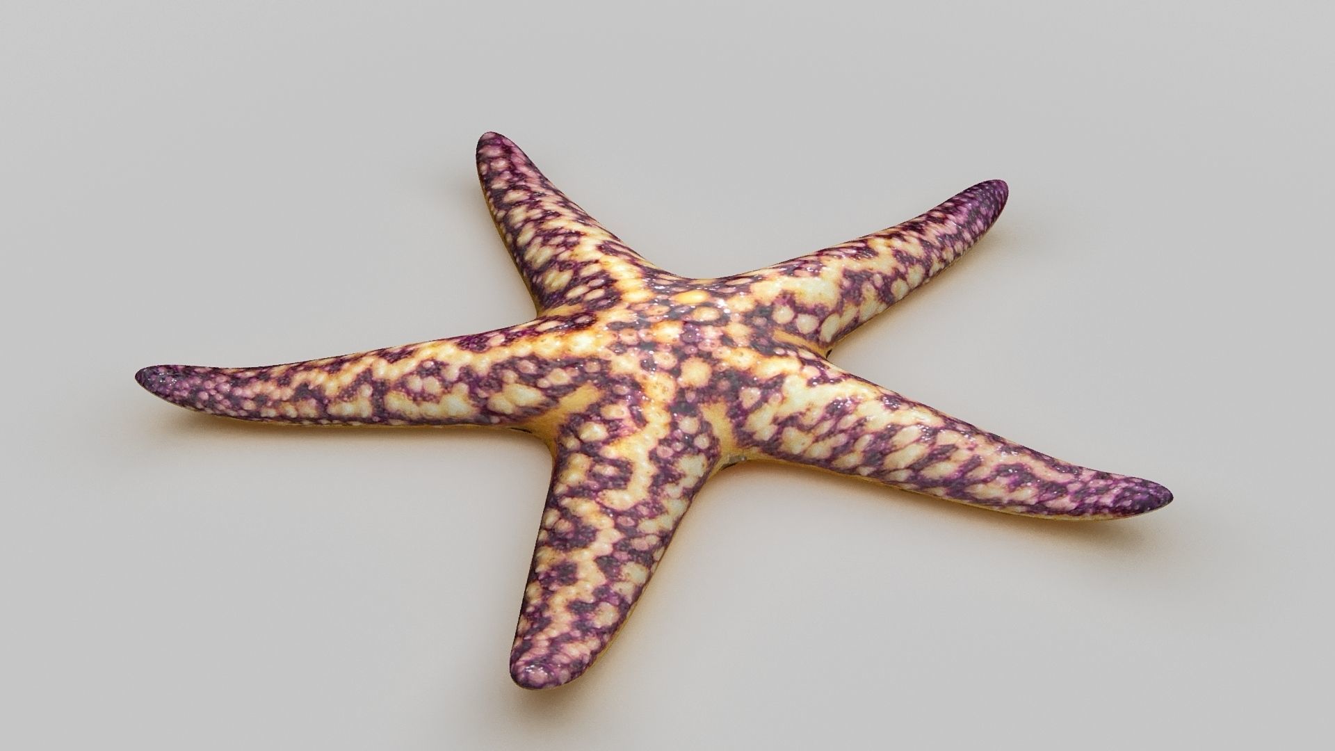 Starfish Sea star Low-poly 3D model_10