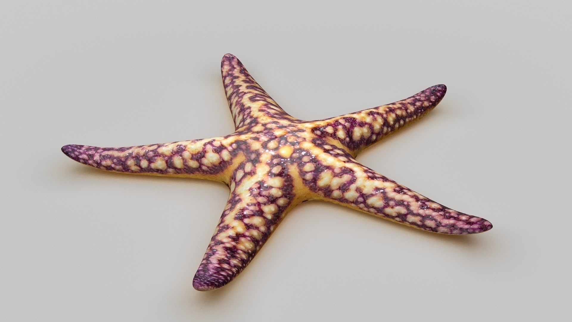 Starfish Sea star Low-poly 3D model_17
