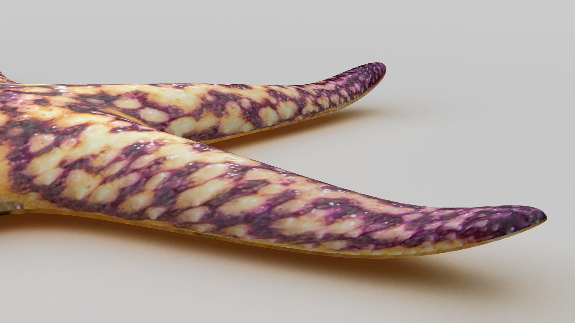 Starfish Sea star Low-poly 3D model_3