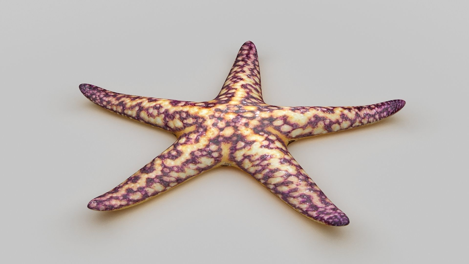 Starfish Sea star Low-poly 3D model_9