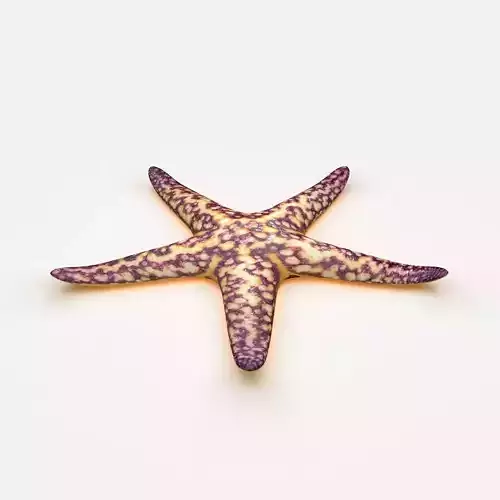 Starfish Sea star
