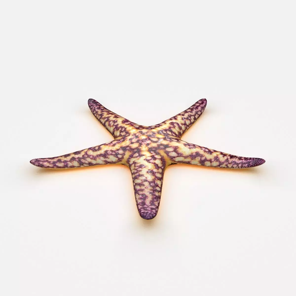 Starfish Sea star Low-poly 3D model_0