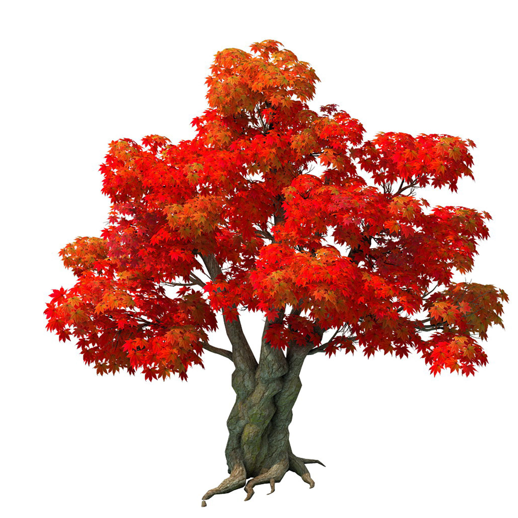 Forest - Maple Tree 15 3D model_1