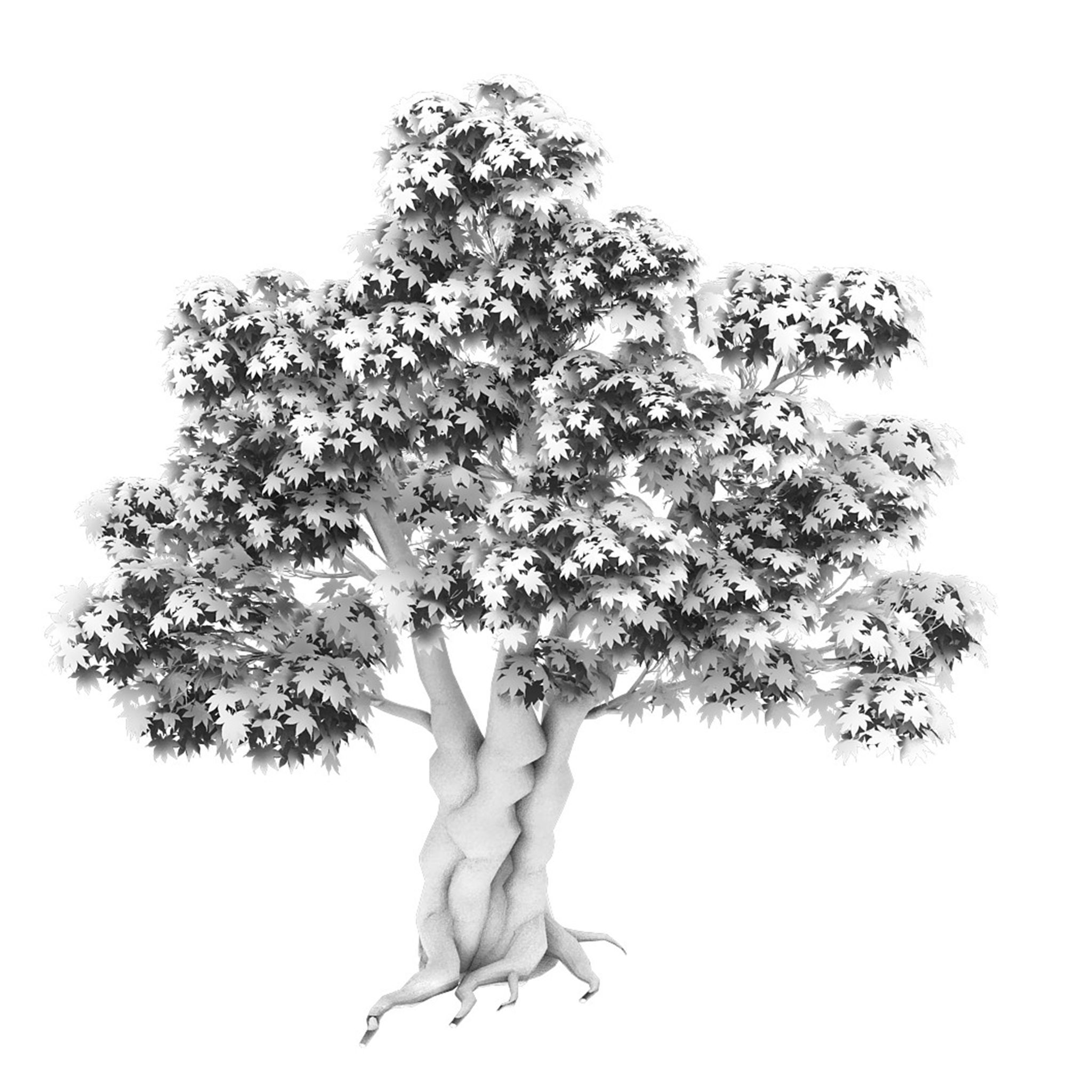 Forest - Maple Tree 15 3D model_2