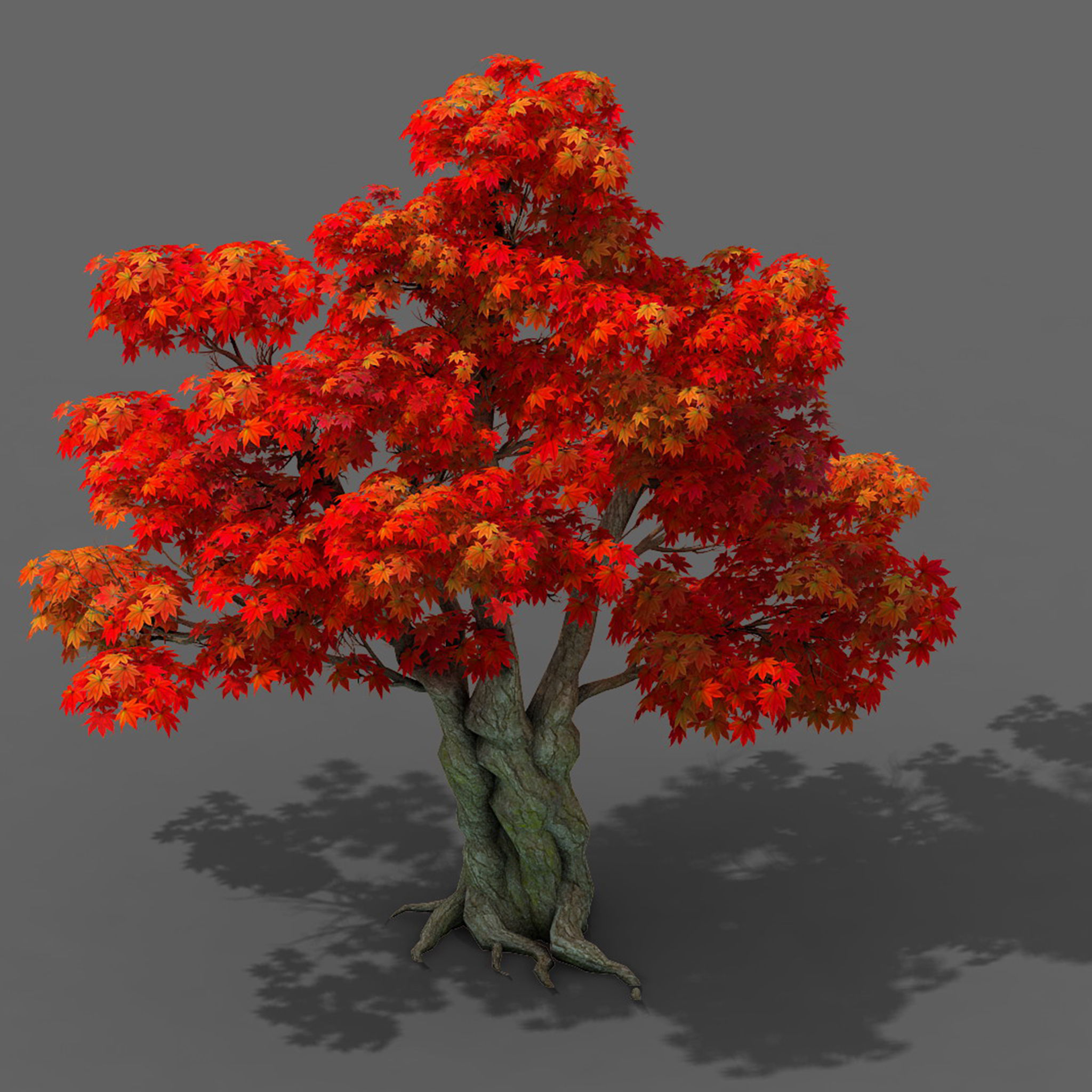 Forest - Maple Tree 15 3D model_3