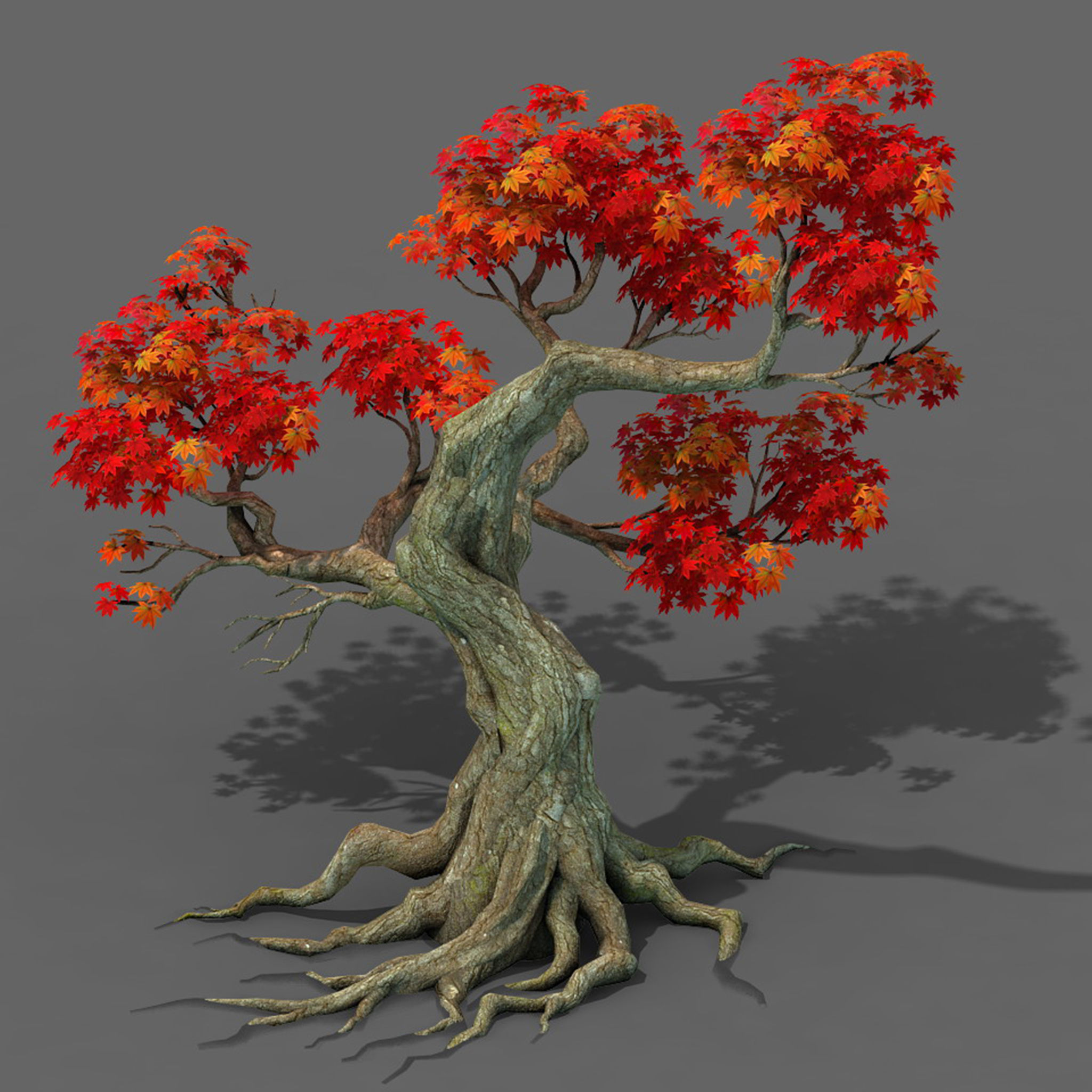 Forest - Maple Tree 18 3D model_3