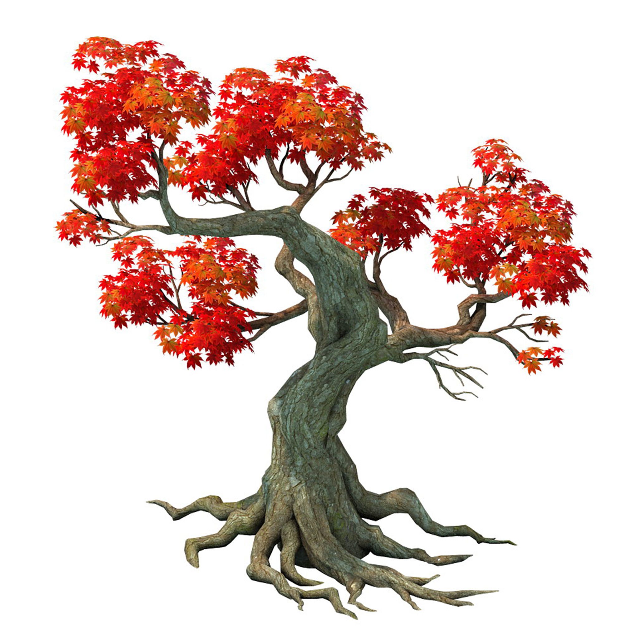 Forest - Maple Tree 18 3D model_1